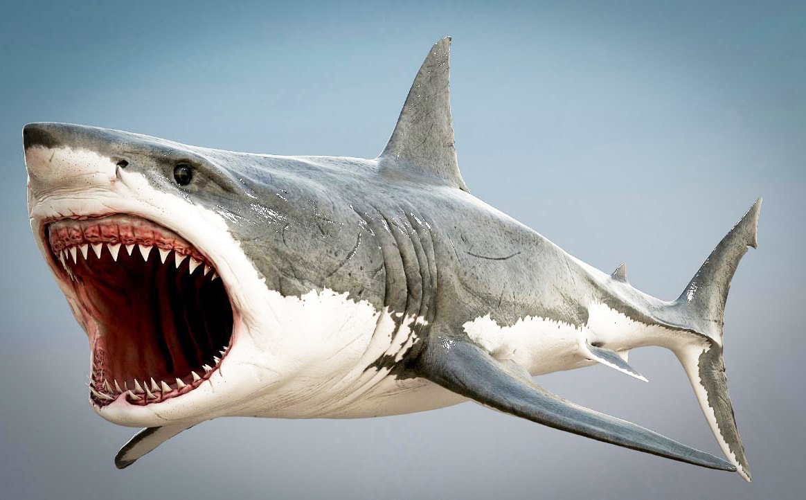 Price of Shark Modeling